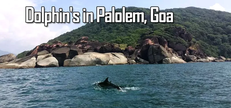 Dolphin's Playground in Palolem, Goa - travelersguider.com