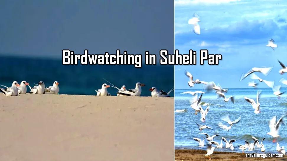 Birdwatching in Suheli Par