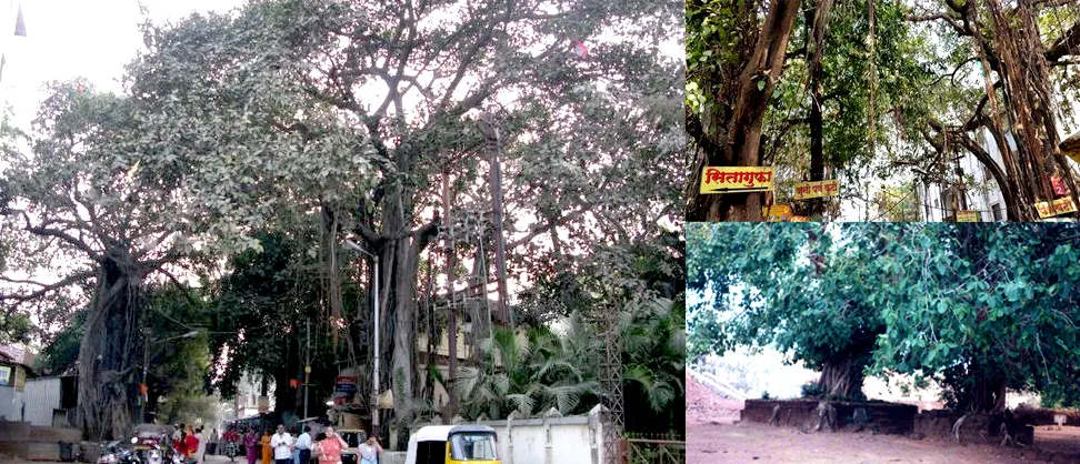 Panchvati - Amidst the Five Banyan Trees