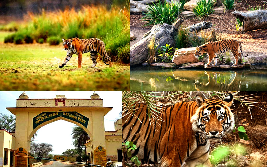 Sariska Tiger Reserve